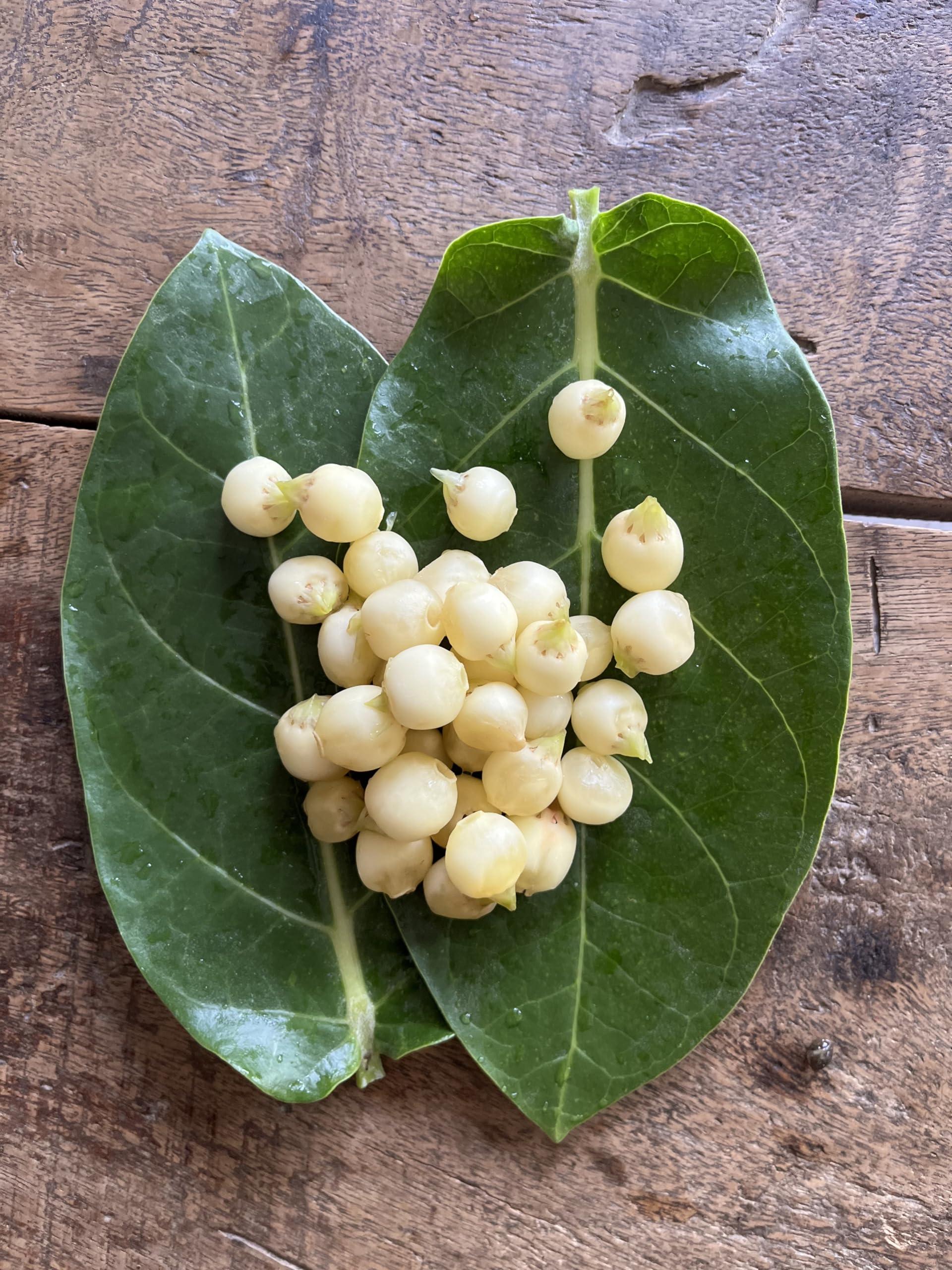 Awadh AWADH- Desi Mahua Flower Dried 250 gms (Madhuca Longifolia) Phool Mahua - Mahuya Flower - Madhuca Indica Mahua Fruit from Village Tree Mahua | Mohwa | Vippa | Iluppai | Mohuwa