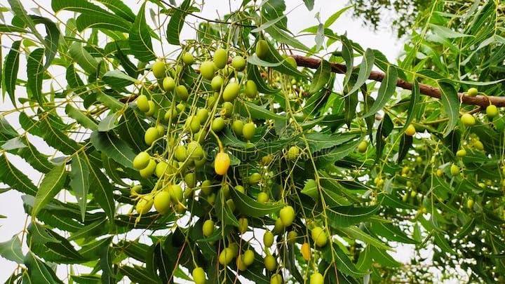 aanaha.ah@gmail.com Neem fruit nimboli for healthy body and suitable for whole body AANAHA herbs Rawmest Neem seed or Nimboli is a natural herb that comes from neem tree Azadirachta indica and Indian lilac.