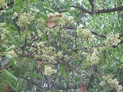 VIDYAMI VIDYAMI NATURAL JAMUN RAW HONEY 1 KG / 100% ORGANIC