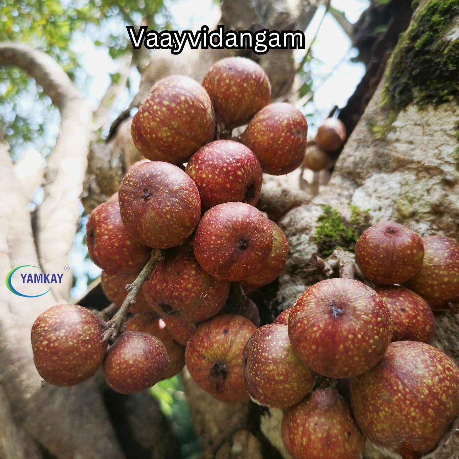 YAMKAY Yamkay Herbal Vaayvidangam | Vidanga | Vaviding Baividang | Embelica Ribes Powder | (500 GM)