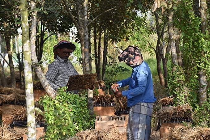 BONPHOOL BONPHOOL Natural Mangrove Honey, 490 Grams x 2 bottles (980 gm)