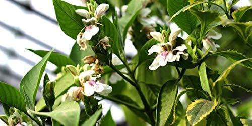 neotea Adathoda Powder Adathoda Vasica Adathodai Adusa Adalodakam Leaves Herbal 300 GM