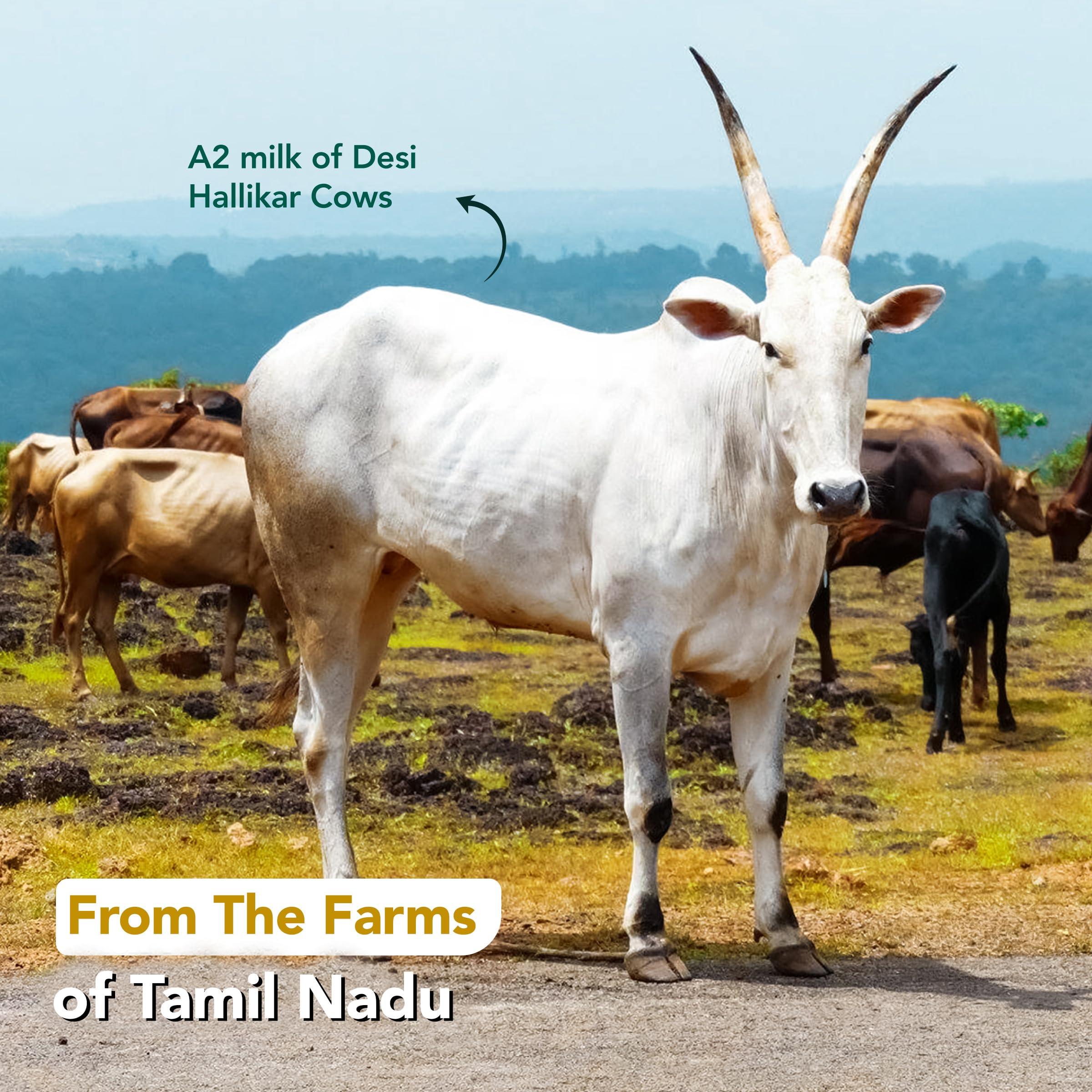 Anveshan Empowering farmers with technology Anveshan A2 Desi Cow Ghee (500ml x 2 Jars) | Glass Jar | Bilona Method | Curd-Churned | Pure, Natural & Healthy | Lab Tested | Grass-Fed Cultured Ghee